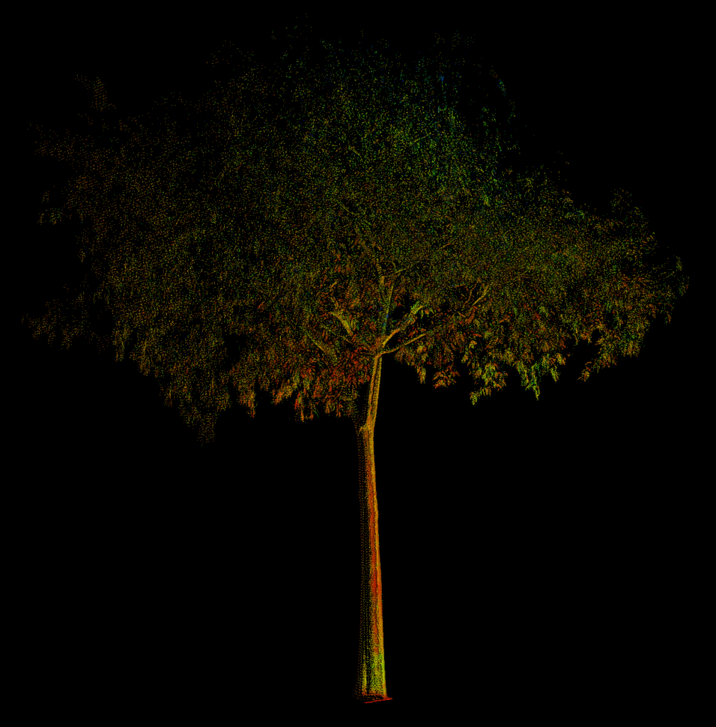 a tree point cloud